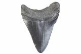 Fossil Megalodon Tooth - South Carolina #371947-1